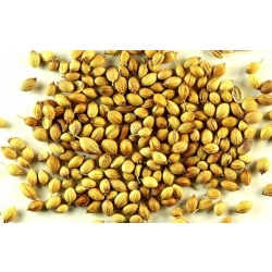ترنگبین (ترنجبین) بسته 50 گرمی